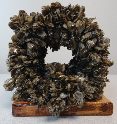 Protecting Your Pumps & Piping From Zebra Mussels